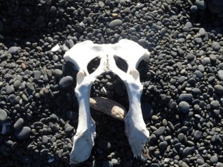 a place to bang bones