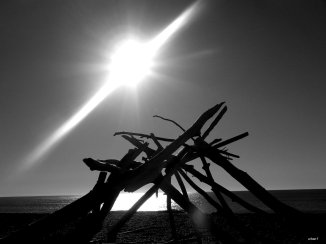 driftwood sculpture bw